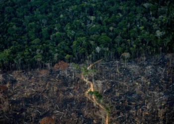 Rate of tropical rainforest loss declined in 2023