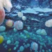 Invasive jellyfish surge disrupts coastal communities in Venezuela