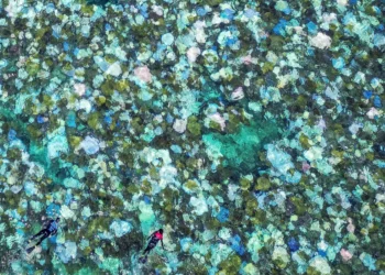 Coral bleaching threatens vital ecosystems worldwide