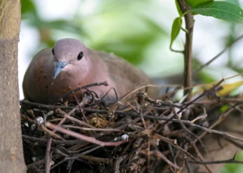 Can a Vallejo bird lover do anything to protect a mourning dove nest from predators?