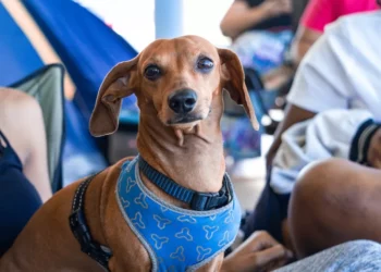 “Discover the Healthy and Delicious Cuisine of Salud in Caracas”