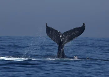 Rare whale discovery on New Zealand beach stuns conservationists