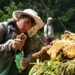 Nepal’s ‘mad honey’ harvest threatened by climate change