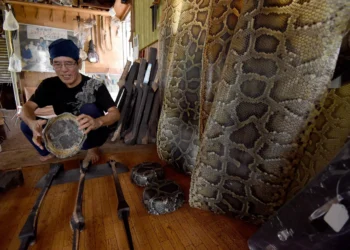 Python farming: New frontier in sustainable protein production