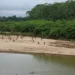 Emergence of Peru’s largest uncontacted tribe sparks logging concerns