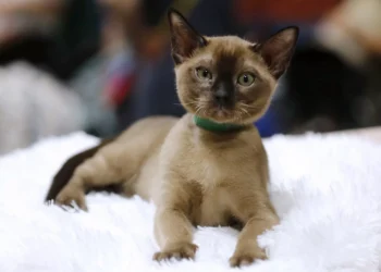 New Zealand cat-killing ‘contest’ expands amid conservation concerns