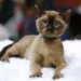 New Zealand cat-killing ‘contest’ expands amid conservation concerns