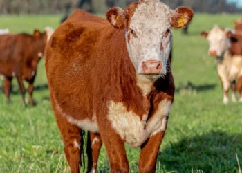 “The Essence of Economy: Beyond Finances and Business Dealings”