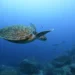 Congress to approve sea turtle rescue act amid rising strandings