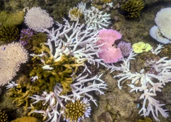 Great Barrier Reef faces crisis with highest water temps in 400 years