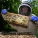 UK beekeepers employ laser technology to combat rising honey fraud