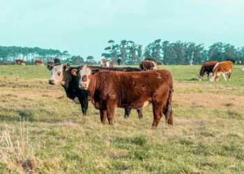 “The Power and Potential of Economics: Shaping Our World”