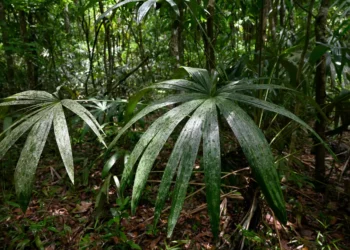 Amazon degradation emits more carbon than deforestation: Study