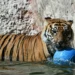 China’s new system aims to safeguard Siberian tigers