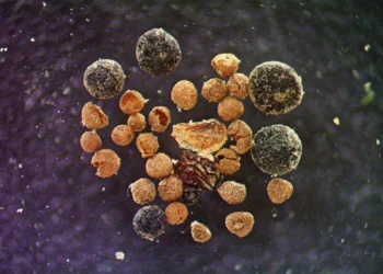 Greenland’s fossils reveal ancient greenery, climate threats