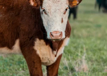 “The Broad Scope of Economics and Its Complexities”