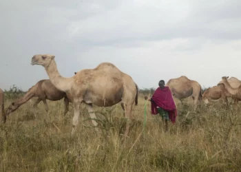 East African pastoralists shift traditions to combat climate change
