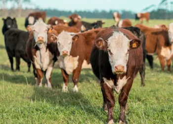 “The Impact of Economics on Society Throughout History”