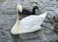 Community split over fate of beloved swans in New York village