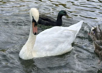 Community split over fate of beloved swans in New York village