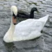 Community split over fate of beloved swans in New York village