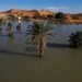 Rare downpour transforms Morocco’s golden dunes into lush lakes