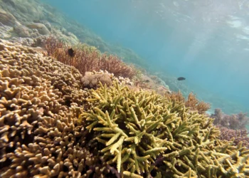 Urgent action needed to combat human threats to biodiversity