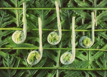 New era for farming?: Fungal growth fueled by sound waves