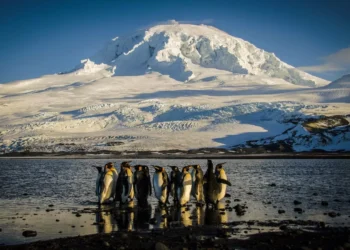 Antarctica’s wildlife threatened by climate change, overfishing