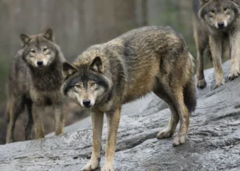 EU weighs wolf protection changes amid population growth