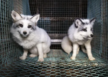 Activists expose fox images from Finland fur farms to push EU to ban trade