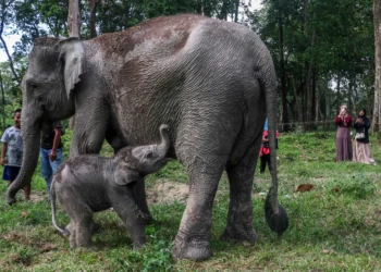 Rare Sumatran elephant calf born, boosting conservation hope
