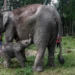 Rare Sumatran elephant calf born, boosting conservation hope