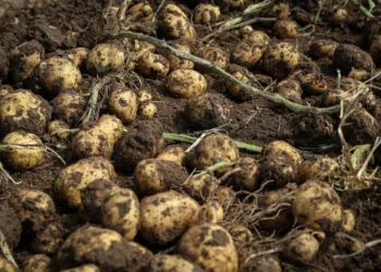 Heat-resistant potatoes could boost yields in warmer world