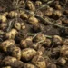 Heat-resistant potatoes could boost yields in warmer world