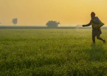 This rabi season, Indian wheat acreage gains at the cost of oilseeds, pulses