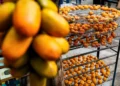 Taiwan’s persimmon farmers struggle with climate, declining yields