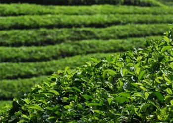 Tea prices at Kolkata auctions rise 33% this week