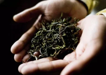 Plucking of Darjeeling first flush tea will likely be delayed due to unfavourable weather