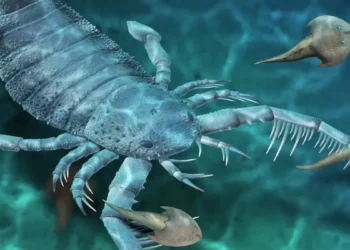 125-Million-Year-Old Scorpion Fossil Discovered in China, Shedding Light on Mesozoic-Era Predators