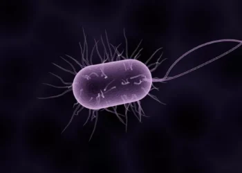 Life on Mars? Studies Suggest Bacteria-Like Organisms Could Exist