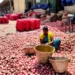 India to scrap 20% onion export duty from April 1
