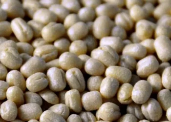 Govt extends duty-free imports of urad till March 31, 2026