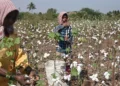 Cotton may lose ground to maize in central India this kharif