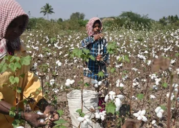Cotton may lose ground to maize in central India this kharif