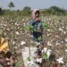 Cotton may lose ground to maize in central India this kharif