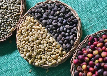 India’s coffee exports surpass Govt target for 3rd year in a row