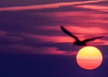 Europe faces record heat, extreme weather in 2024, UN report shows