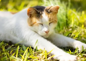 Tunisia Could Have Been the Birthplace of Today’s Domestic Cats, Reveals New Origin Study