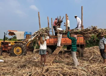 India’s sugar output may improve as 16 mills in UP to continue cane crushing until May